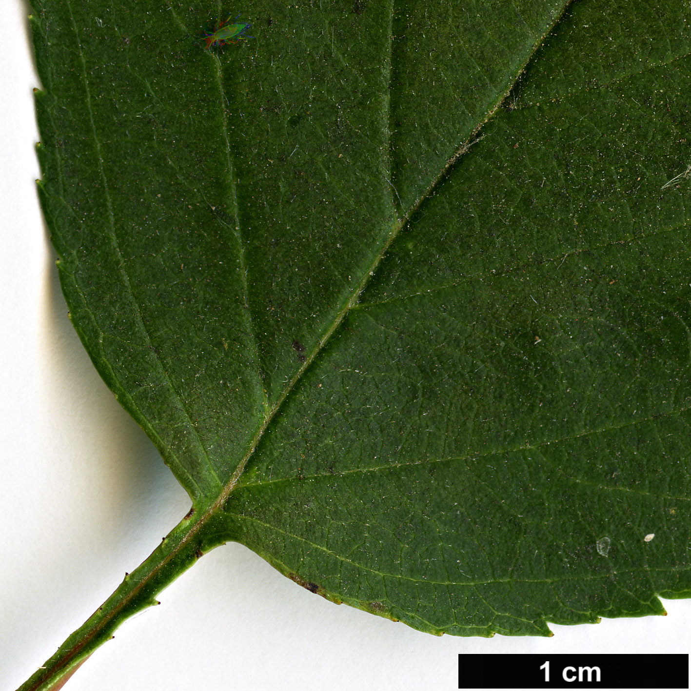 High resolution image: Family: Rosaceae - Genus: Crataegus - Taxon: iracunda - SpeciesSub: var. populnea
